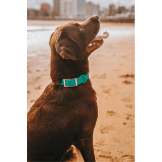 Collar Waterproof Turquesa