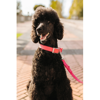 Collar Waterproof Coral